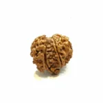1 Mukhi SawarCollector Rudraksha – Nepal Origin | Supreme Shiva Bead for Moksha, Power & Focus