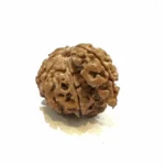 1 Mukhi SawarCollector Rudraksha – Nepal Origin | Supreme Shiva Bead for Moksha, Power & Focus - Image 2