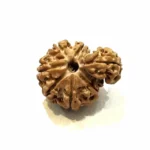 1 Mukhi SawarCollector Rudraksha – Nepal Origin | Supreme Shiva Bead for Moksha, Power & Focus - Image 3