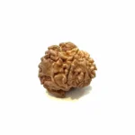 1 Mukhi Sawar Medium Rudraksha – Nepal Origin | Supreme Shiva Bead for Moksha, Power & Focus