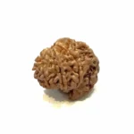 1 Mukhi Sawar Medium Rudraksha – Nepal Origin | Supreme Shiva Bead for Moksha, Power & Focus - Image 5