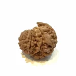 1 Mukhi Sawar Medium Rudraksha – Nepal Origin | Supreme Shiva Bead for Moksha, Power & Focus - Image 4