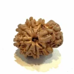 1 Mukhi Sawar Medium Rudraksha – Nepal Origin | Supreme Shiva Bead for Moksha, Power & Focus - Image 3