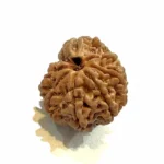 1 Mukhi Sawar Medium Rudraksha – Nepal Origin | Supreme Shiva Bead for Moksha, Power & Focus - Image 2