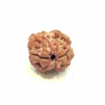 2 Mukhi Medium Rudraksha – Nepal Origin | Ardhanareshwar Bead for Relationship Harmony & Emotional Balance