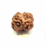 2 Mukhi Medium Rudraksha – Nepal Origin | Ardhanareshwar Bead for Relationship Harmony & Emotional Balance - Image 4