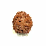 2 Mukhi Medium Rudraksha – Nepal Origin | Ardhanareshwar Bead for Relationship Harmony & Emotional Balance - Image 5
