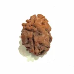 2 Mukhi Medium Rudraksha – Nepal Origin | Ardhanareshwar Bead for Relationship Harmony & Emotional Balance - Image 2