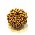 Vighnaharta 8 Mukhi CollectorRudraksha