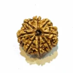 Vighnaharta 8 Mukhi CollectorRudraksha - Image 4