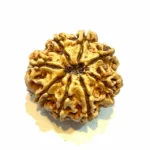 Vighnaharta 8 Mukhi CollectorRudraksha - Image 5