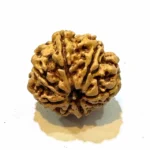 Vighnaharta 8 Mukhi CollectorRudraksha - Image 6