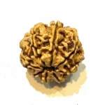 Vighnaharta 8 Mukhi CollectorRudraksha - Image 7