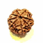 Vighnaharta 8 Mukhi Medium Rudraksha