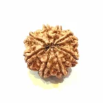 Vighnaharta 8 Mukhi Medium Rudraksha - Image 2