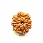 Vighnaharta 8 Mukhi Medium Rudraksha - Image 3