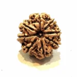 Vighnaharta 8 Mukhi Medium Rudraksha - Image 4
