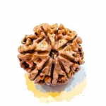 Vighnaharta 8 Mukhi Regular Rudraksha