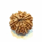 Vighnaharta 8 Mukhi Regular Rudraksha - Image 3