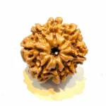 Vighnaharta 8 Mukhi Regular Rudraksha - Image 6