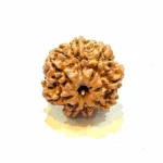 Vighnaharta 8 Mukhi Regular Rudraksha - Image 5