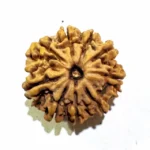 NavDurga Shakti Kavach – 9 Mukhi Collector Rudraksha