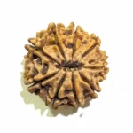 NavDurga Shakti Kavach – 9 Mukhi Collector Rudraksha - Image 4