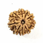 NavDurga Shakti Kavach – 9 Mukhi Collector Rudraksha - Image 5