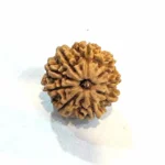 NavDurga Shakti Kavach – 9 Mukhi Collector Rudraksha - Image 6