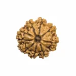 NavDurga Shakti Kavach – 9 Mukhi Regular Rudraksha - Image 2