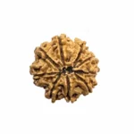 NavDurga Shakti Kavach – 9 Mukhi Regular Rudraksha - Image 3
