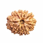 NavDurga Shakti Kavach – 9 Mukhi Medium Rudraksha - Image 2