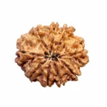 NavDurga Shakti Kavach – 9 Mukhi Medium Rudraksha - Image 4
