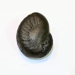 Shankh Shaligram