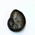 Shankh Shaligram - Image 2