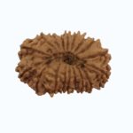 18 mukhi Rudraksha - Image 3