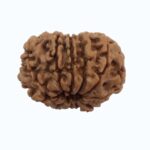 11 mukhi Rudraksha - Image 4