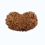 15 mukhi - Image 2