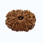 15 mukhi - Image 5