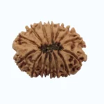 15 mukhi