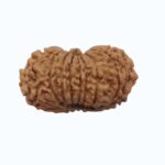 18 mukhi Rudraksha - Image 4