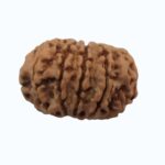 11 mukhi Rudraksha - Image 3