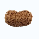 15 mukhi - Image 3
