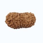 18 mukhi Rudraksha - Image 5