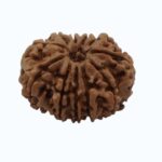 11 mukhi Rudraksha - Image 2