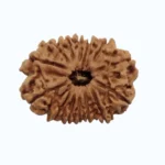 15 mukhi - Image 4