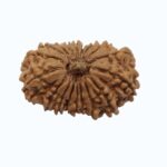 18 mukhi Rudraksha - Image 6