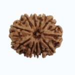 11 mukhi Rudraksha - Image 5