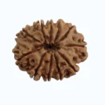 11 mukhi Rudraksha