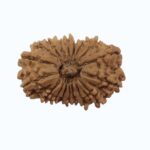 18 mukhi Rudraksha